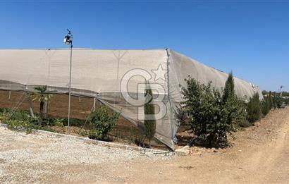 İzmir Kınık - Bergama Yolu Üzeri  Satılık 90.000m2 Kurulu Çiftlik(Meyva üretim)