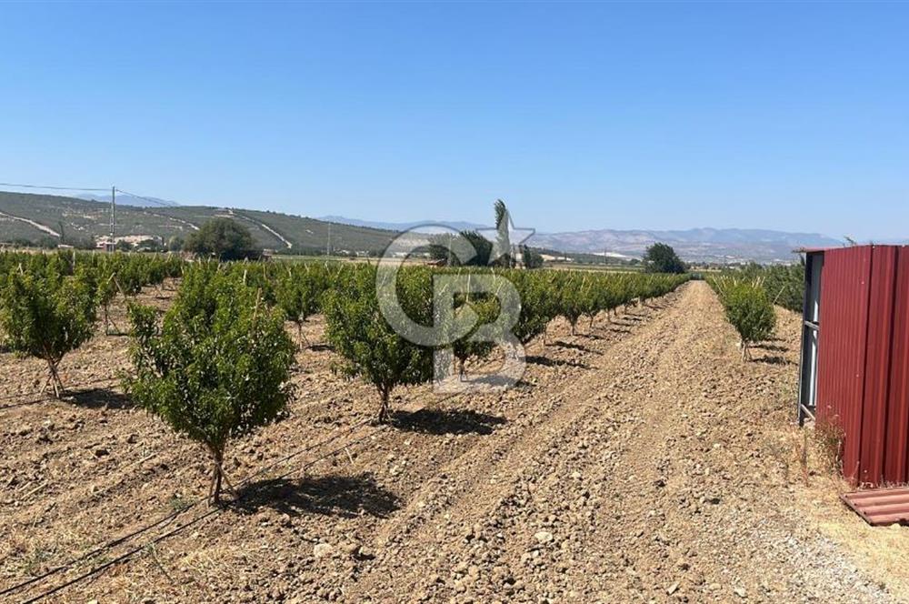 İzmir Kınık - Bergama Yolu Üzeri  Satılık 90.000m2 Kurulu Çiftlik(Meyva üretim)