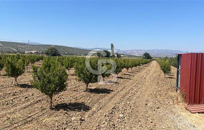 İzmir Kınık - Bergama Yolu Üzeri  Satılık 90.000m2 Kurulu Çiftlik(Meyva üretim)