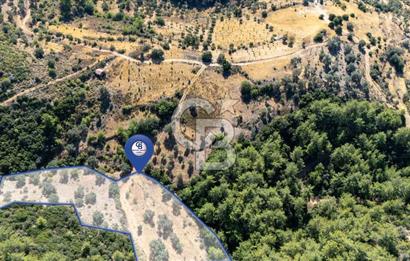 CB MARİNA'DAN ZEYTİNKÖY'DE 3843 M2 DENİZ M. SATILIK "ZEYTİNLİK"