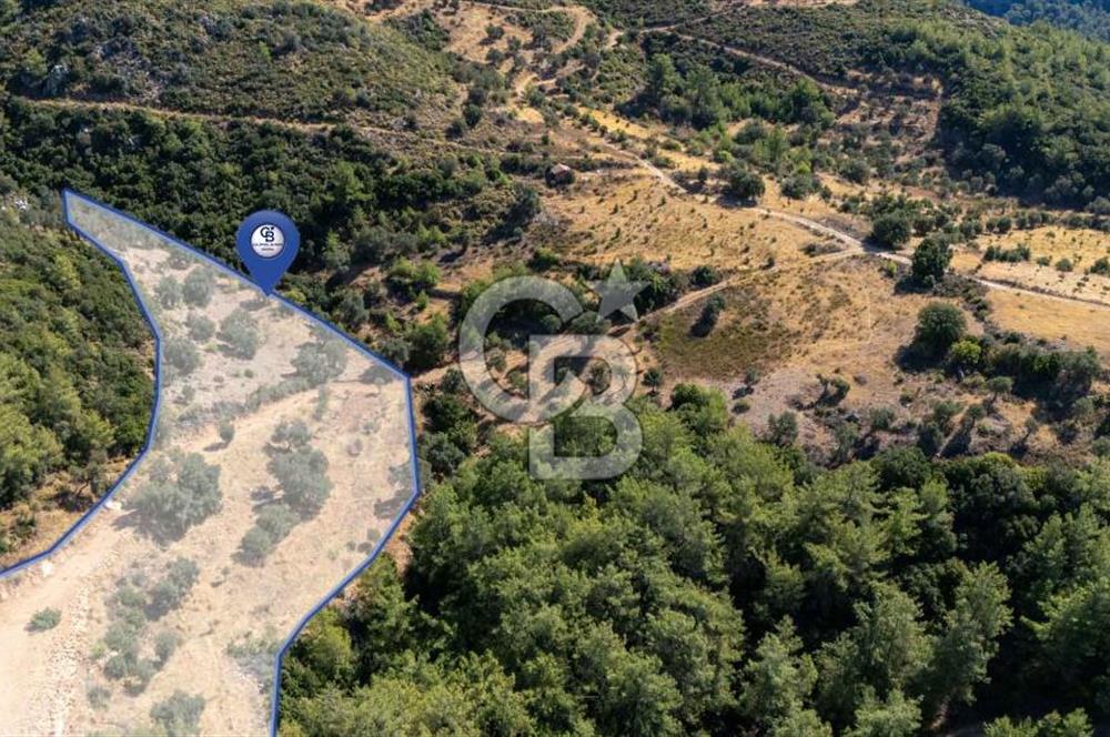 CB MARİNA'DAN ZEYTİNKÖY'DE 3843 M2 DENİZ M. SATILIK "ZEYTİNLİK"