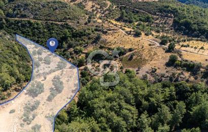 CB MARİNA'DAN ZEYTİNKÖY'DE 3843 M2 DENİZ M. SATILIK "ZEYTİNLİK"