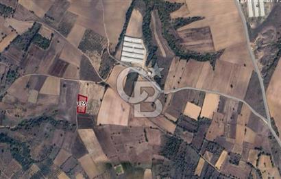 CB BLACK'TAN KARACABEY HARMANLI'DA SATILIK TARLA