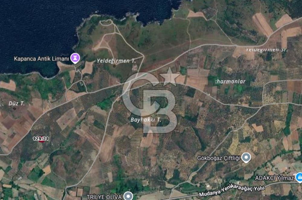 CB BLACK'TAN MUDANYA HALİLBEY'DE SATILIK TARLA
