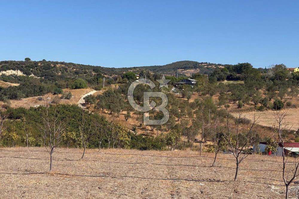 ÇANAKKALE LAPSEKİ ÇARDAK’TA FULL BOĞAZ MANZARALI SATILIK TARLA 