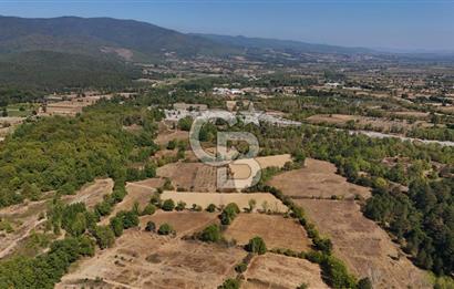 Çanakkale Yenice Örencik Köyü'nde 6318 M² Tarla !
