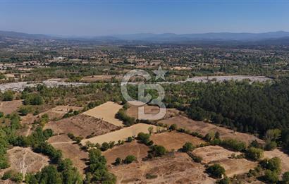 Çanakkale Yenice Örencik Köyü'nde 5096 M² Tarla !