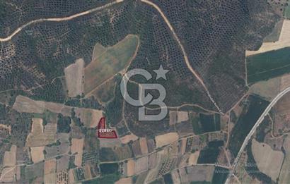 ÇANAKKALE LAPSEKİ DİŞBUDAK KÖYÜNDE SATILIK ARAZİ 