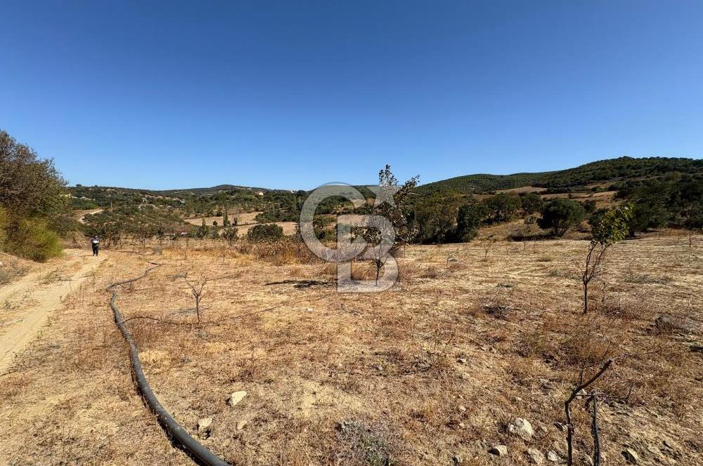ÇANAKKALE LAPSEKİ ÇARDAK’TA BOĞAZ MANZARALI SATILIK TARLA 