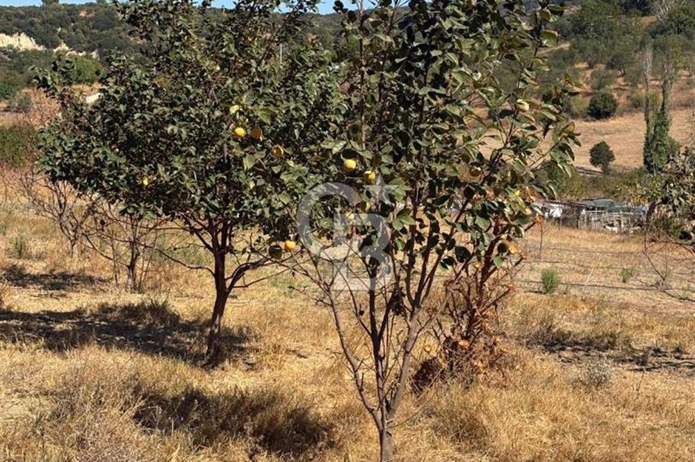 ÇANAKKALE LAPSEKİ ÇARDAK’TA BOĞAZ MANZARALI SATILIK TARLA 