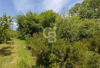 HENDEK ŞEYHLER KÖYÜNDE CAZİP FİYATA ORMAN MANZARALI 1801M2 TARLA