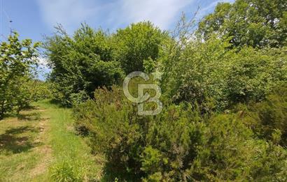 HENDEK ŞEYHLER KÖYÜNDE CAZİP FİYATA ORMAN MANZARALI 1801M2 TARLA