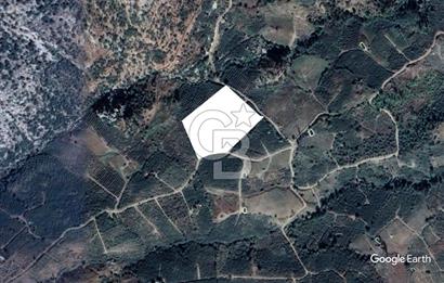 Mersin Mezitli Tepeköy’de Yüksek Getirili Bağ Bahçe Tarım Arazisi