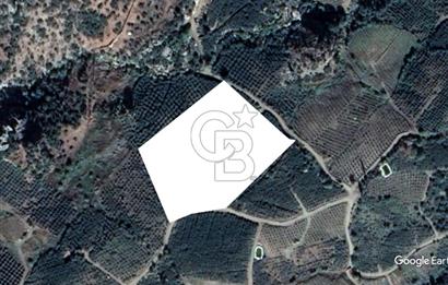 Mersin Mezitli Tepeköy’de Yüksek Getirili Bağ Bahçe Tarım Arazisi