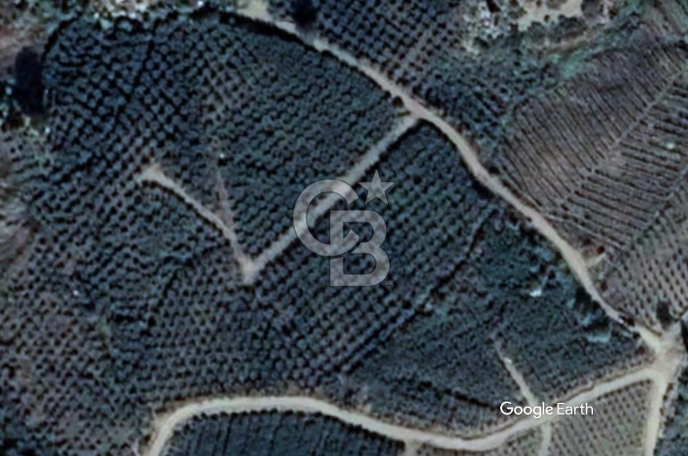 Mersin Mezitli Tepeköy’de Yüksek Getirili Bağ Bahçe Tarım Arazisi