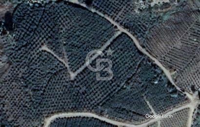 Mersin Mezitli Tepeköy’de Yüksek Getirili Bağ Bahçe Tarım Arazisi