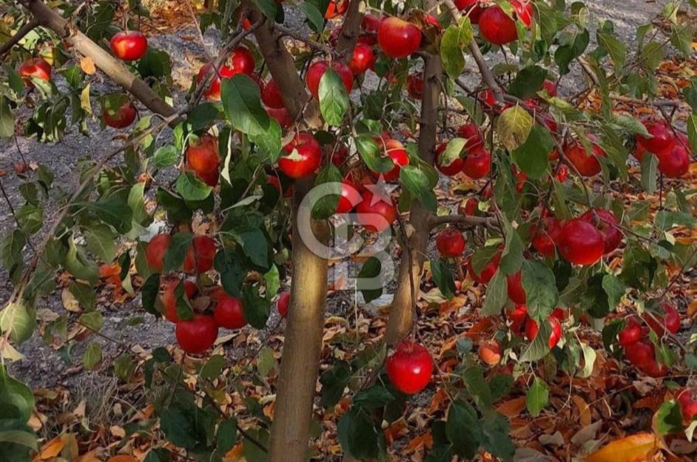 Mersin Mezitli Tepeköy’de Yüksek Getirili Bağ Bahçe Tarım Arazisi
