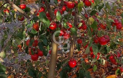 Mersin Mezitli Tepeköy’de Yüksek Getirili Bağ Bahçe Tarım Arazisi