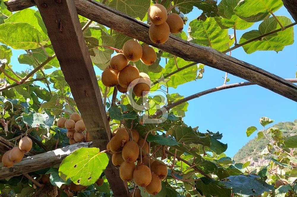 Mersin Mezitli Tepeköy’de Yüksek Getirili Bağ Bahçe Tarım Arazisi