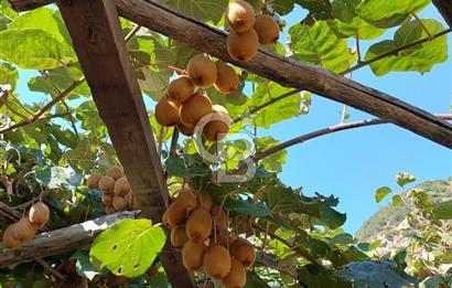 Mersin Mezitli Tepeköy’de Yüksek Getirili Bağ Bahçe Tarım Arazisi