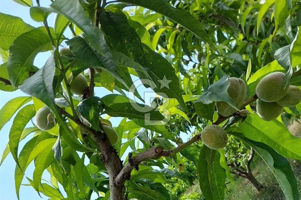 Mersin Mezitli Tepeköy’de Yüksek Getirili Bağ Bahçe Tarım Arazisi