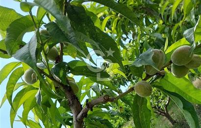 Mersin Mezitli Tepeköy’de Yüksek Getirili Bağ Bahçe Tarım Arazisi