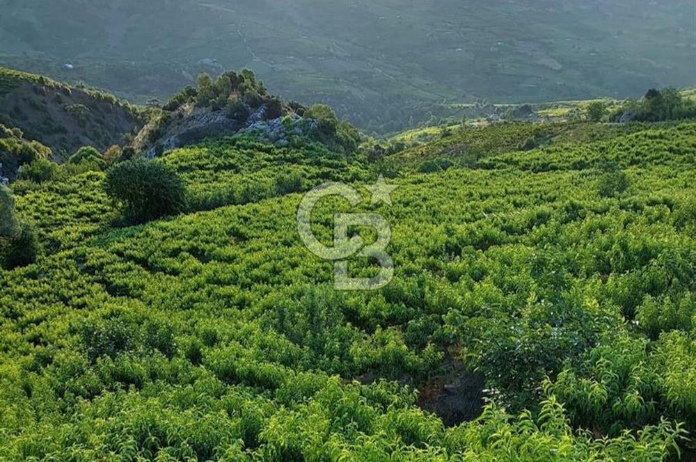 Mersin Mezitli Tepeköy’de Yüksek Getirili Bağ Bahçe Tarım Arazisi