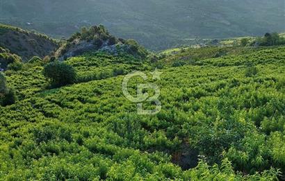 Mersin Mezitli Tepeköy’de Yüksek Getirili Bağ Bahçe Tarım Arazisi