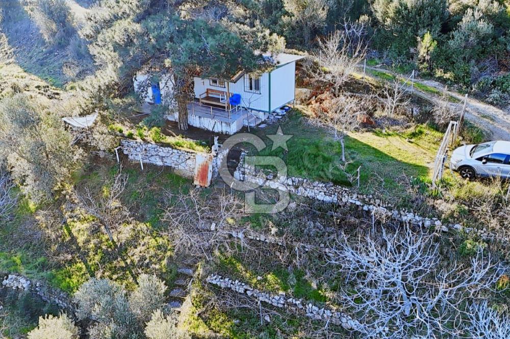 KARABURUN'DA ZEYTİN AĞAÇLI TARLA & YAPI KAYITLI KONTEYNER