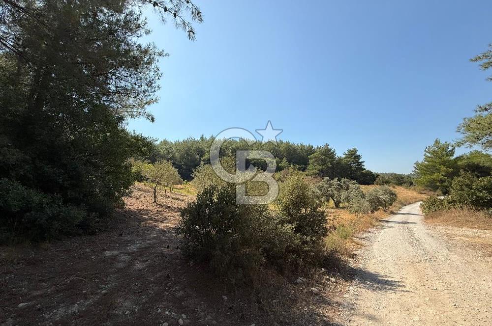 Buca Doğancılarda Satılık Zeytin Ağaçlı tarla