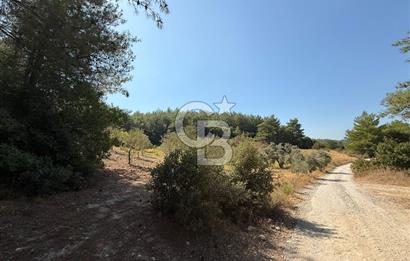 Buca Doğancılarda Satılık Zeytin Ağaçlı tarla