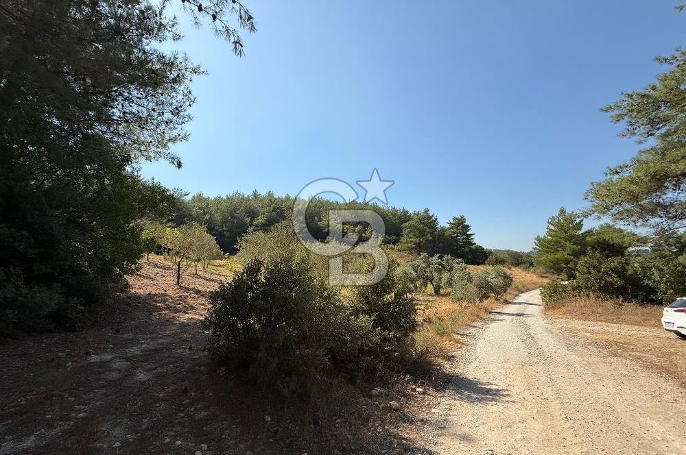 Buca Doğancılarda Satılık Zeytin Ağaçlı tarla