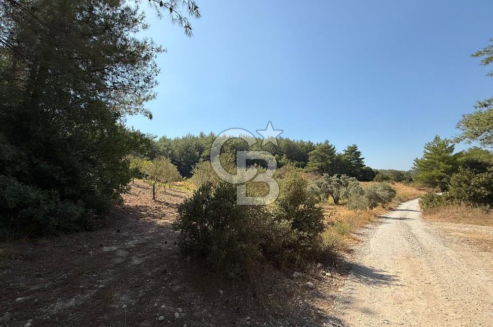 Buca Doğancılarda Satılık Zeytin Ağaçlı tarla