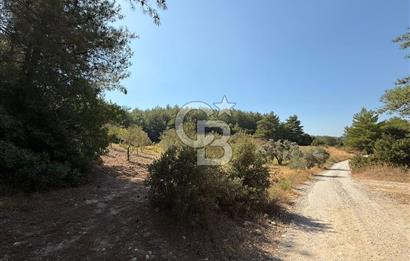 Buca Doğancılarda Satılık Zeytin Ağaçlı tarla