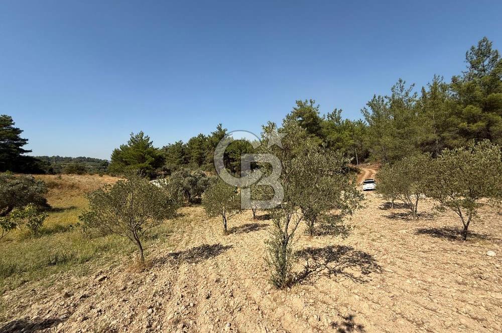 Buca Doğancılarda Satılık Zeytin Ağaçlı tarla