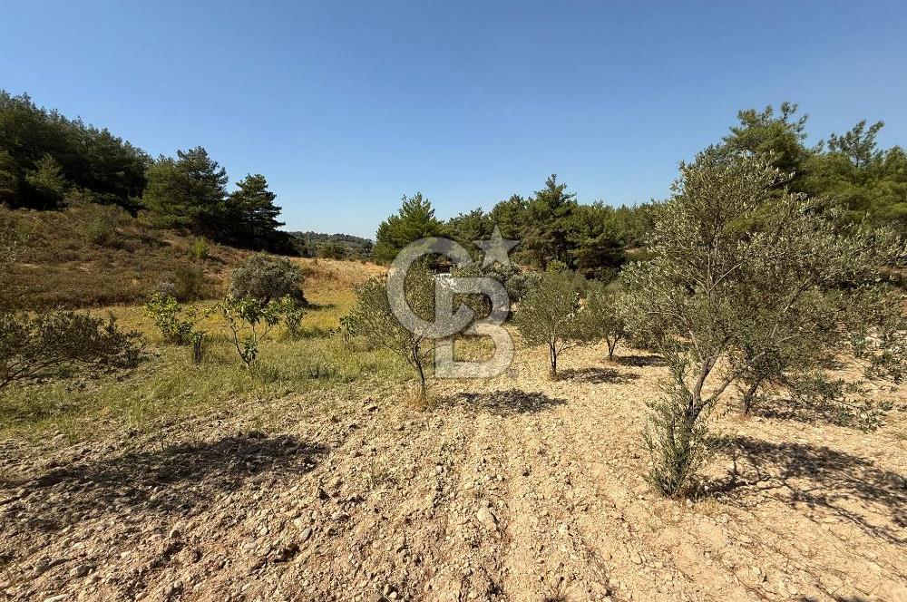 Buca Doğancılarda Satılık Zeytin Ağaçlı tarla