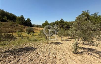 Buca Doğancılarda Satılık Zeytin Ağaçlı tarla