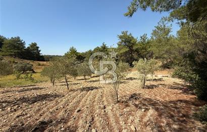 Buca Doğancılarda Satılık Zeytin Ağaçlı tarla