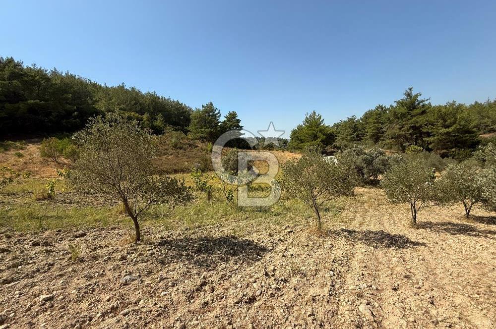 Buca Doğancılarda Satılık Zeytin Ağaçlı tarla