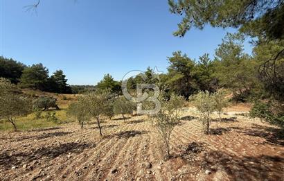 Buca Doğancılarda Satılık Zeytin Ağaçlı tarla