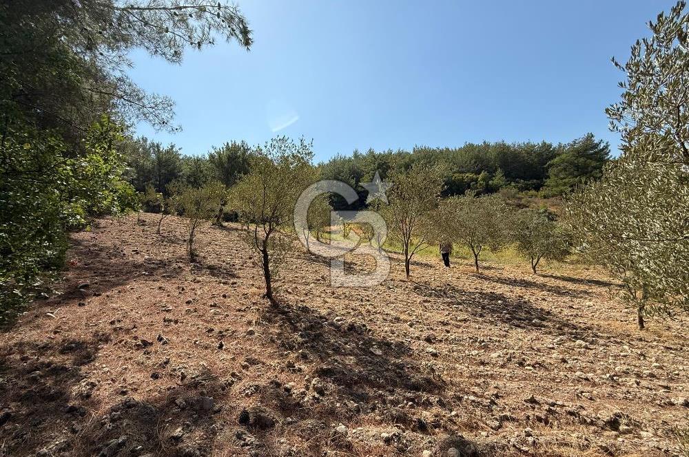 Buca Doğancılarda Satılık Zeytin Ağaçlı tarla
