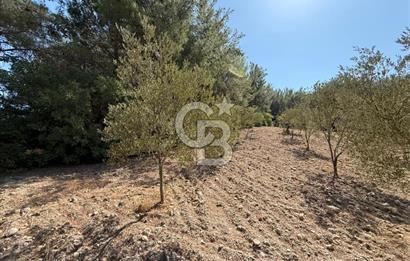 Buca Doğancılarda Satılık Zeytin Ağaçlı tarla