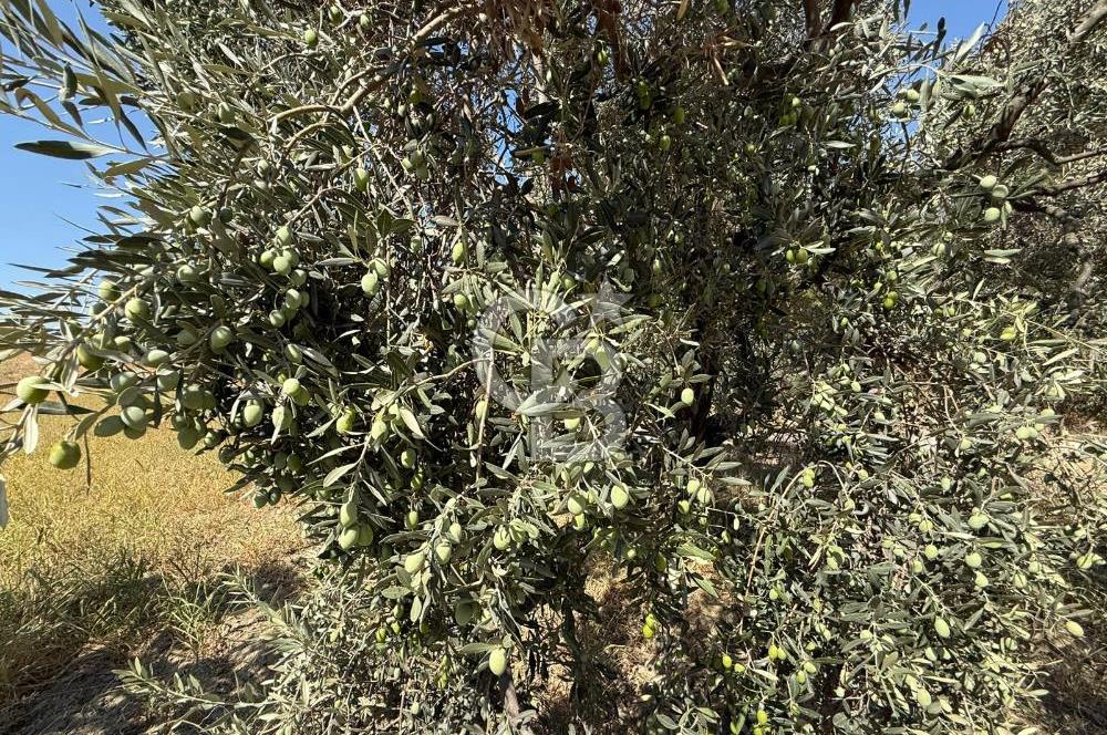 Buca Doğancılarda Satılık Zeytin Ağaçlı tarla