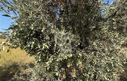 Buca Doğancılarda Satılık Zeytin Ağaçlı tarla