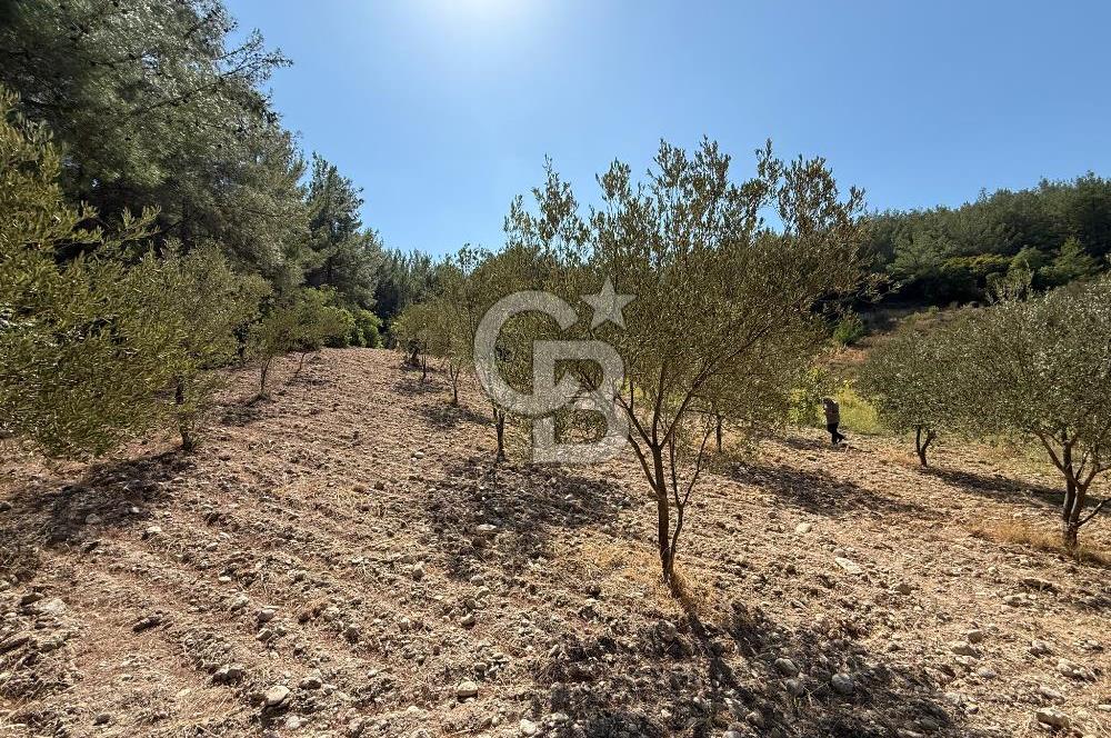 Buca Doğancılarda Satılık Zeytin Ağaçlı tarla