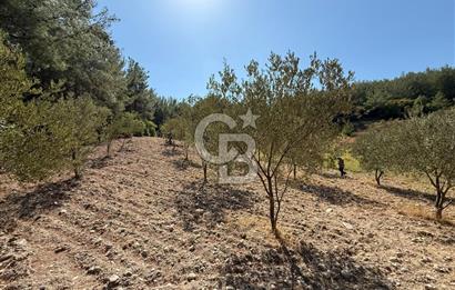 Buca Doğancılarda Satılık Zeytin Ağaçlı tarla