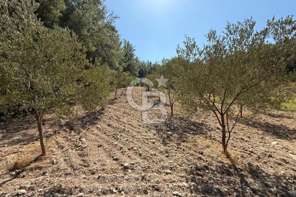 Buca Doğancılarda Satılık Zeytin Ağaçlı tarla