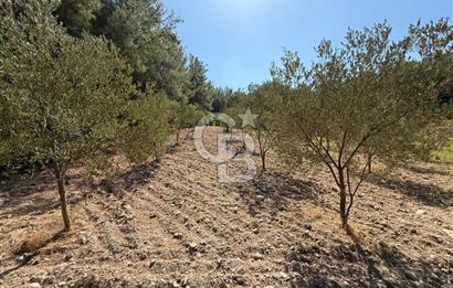 Buca Doğancılarda Satılık Zeytin Ağaçlı tarla
