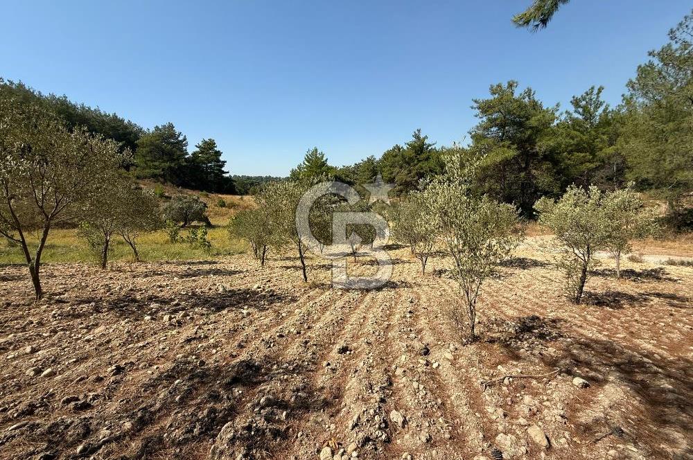 Buca Doğancılarda Satılık Zeytin Ağaçlı tarla