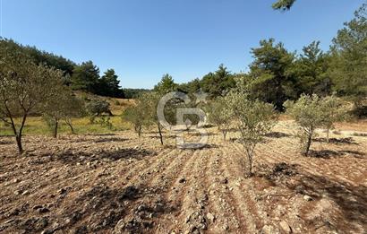 Buca Doğancılarda Satılık Zeytin Ağaçlı tarla